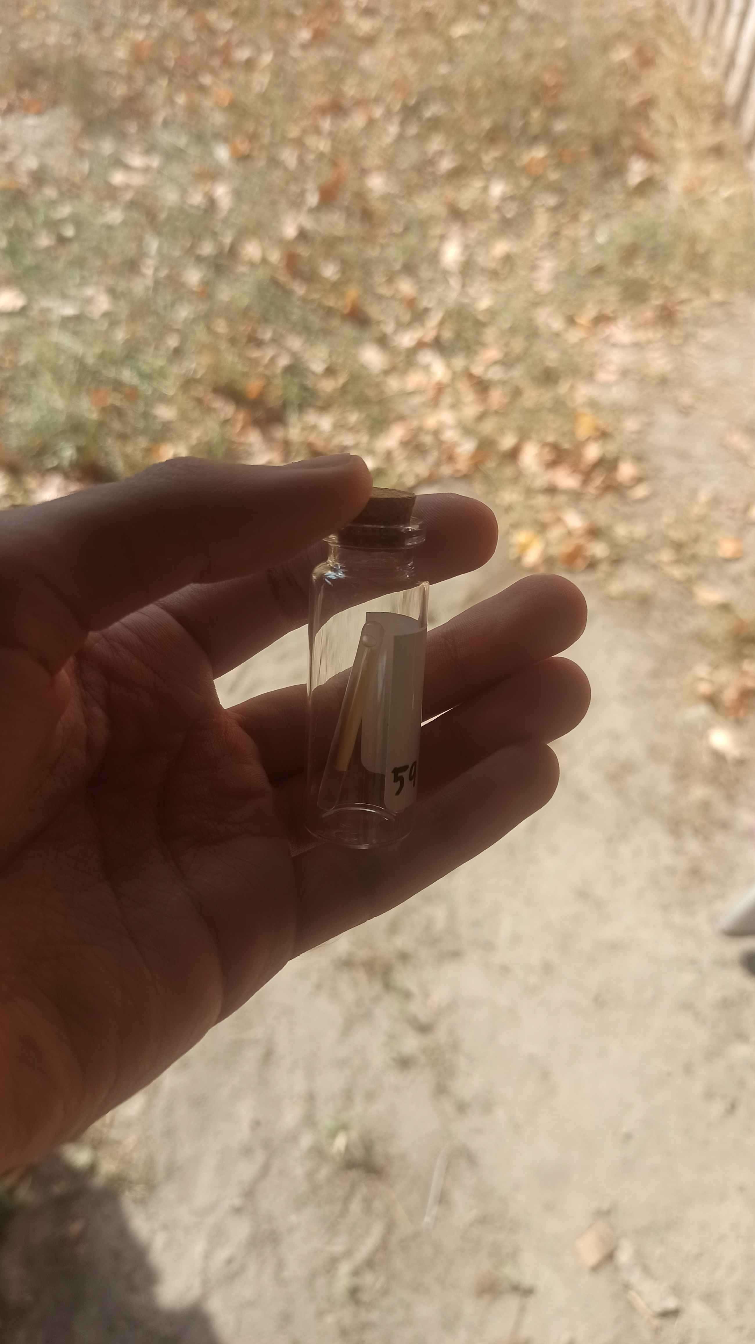 artifact shown